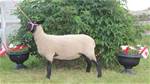 Sheep Trax Marigold 430M
